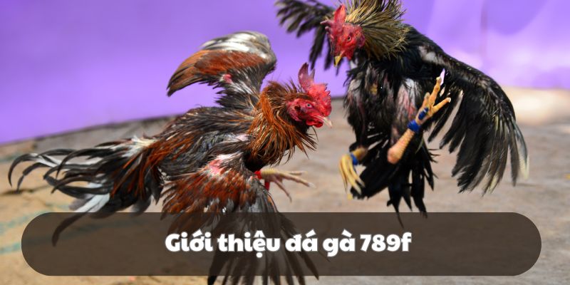 Giới thiệu chuyên mục đá gà 789f