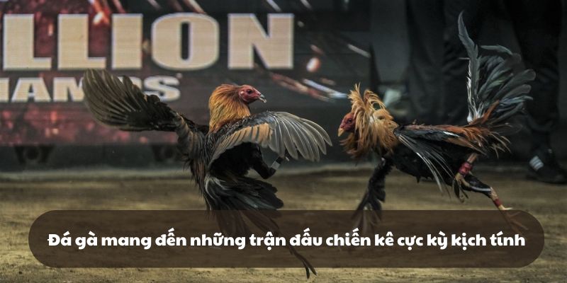 Đá gà tại 789f